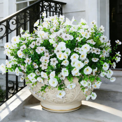 Hrobek Artificial Flowers for Outdoors Faux Plants Outside Indoor,Realistic UV Resistant Silk Fake Daisy Morning Glory for Home Patio Garden Back Yard Front Porch Decor Spring Summer(12 Bunches,White) Hrobek Artificial Flowers for Outdoors Faux Plants Outside Indoor,Realistic UV Resistant Silk Fake Daisy Morning Glory for Home Patio Garden Back Yard Front Porch Decor Spring Summer(12 Bunches,White)